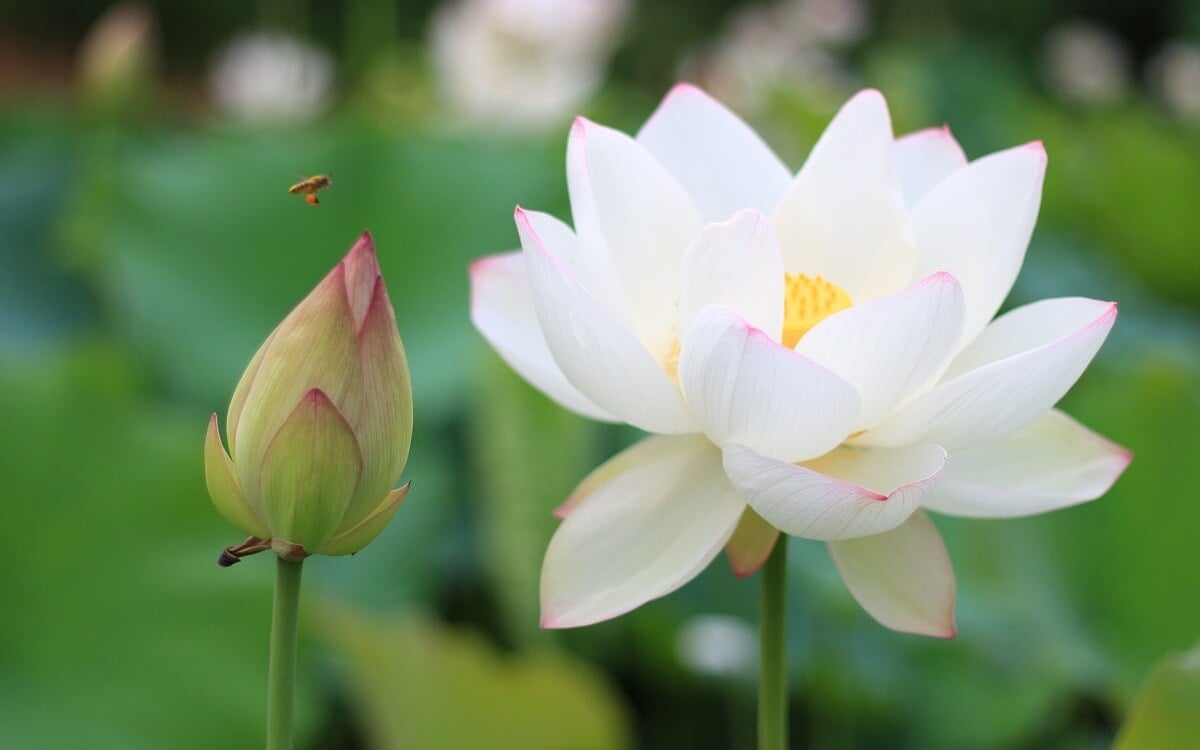 ハスの花。仏教で一番大切な花